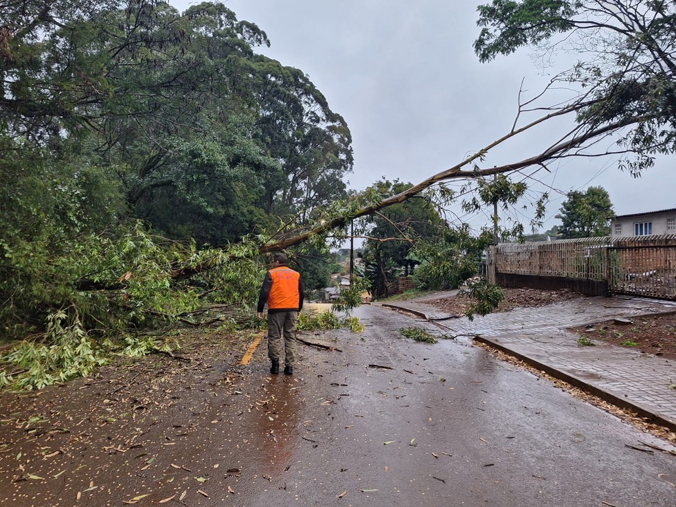 Árvore caiu em Cascavel (PR) — Foto: Reprodução/Defesa Civil