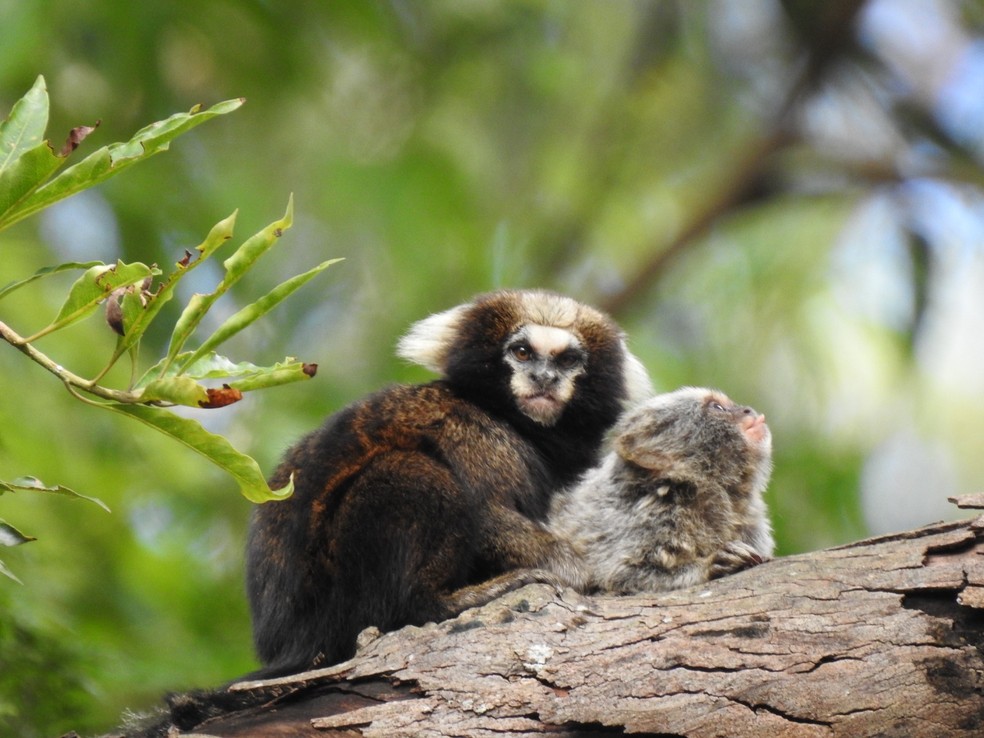 Sagui-da-serra-escuro (Callithrix aurita) é um dos primatas mais ameaçados do mundo — Foto: Daniela Maia / iNaturalist
