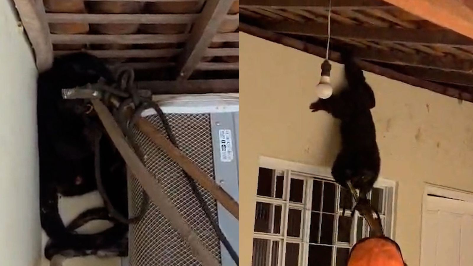 VÍDEO: Macaco é resgatado em quintal de residência e solto em área de mata no Sul do Piauí 