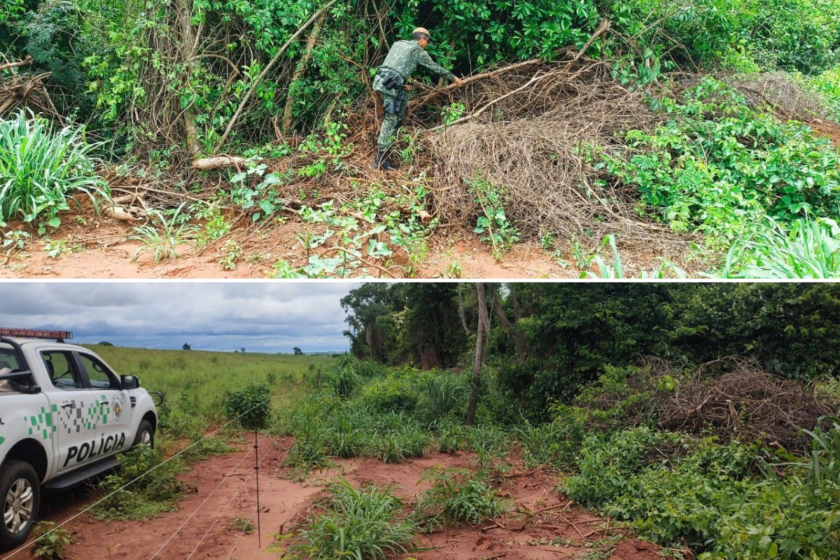 Homem é multado em mais de R$ 5 mil por remover vegetação nativa de forma ilegal em Salmourão