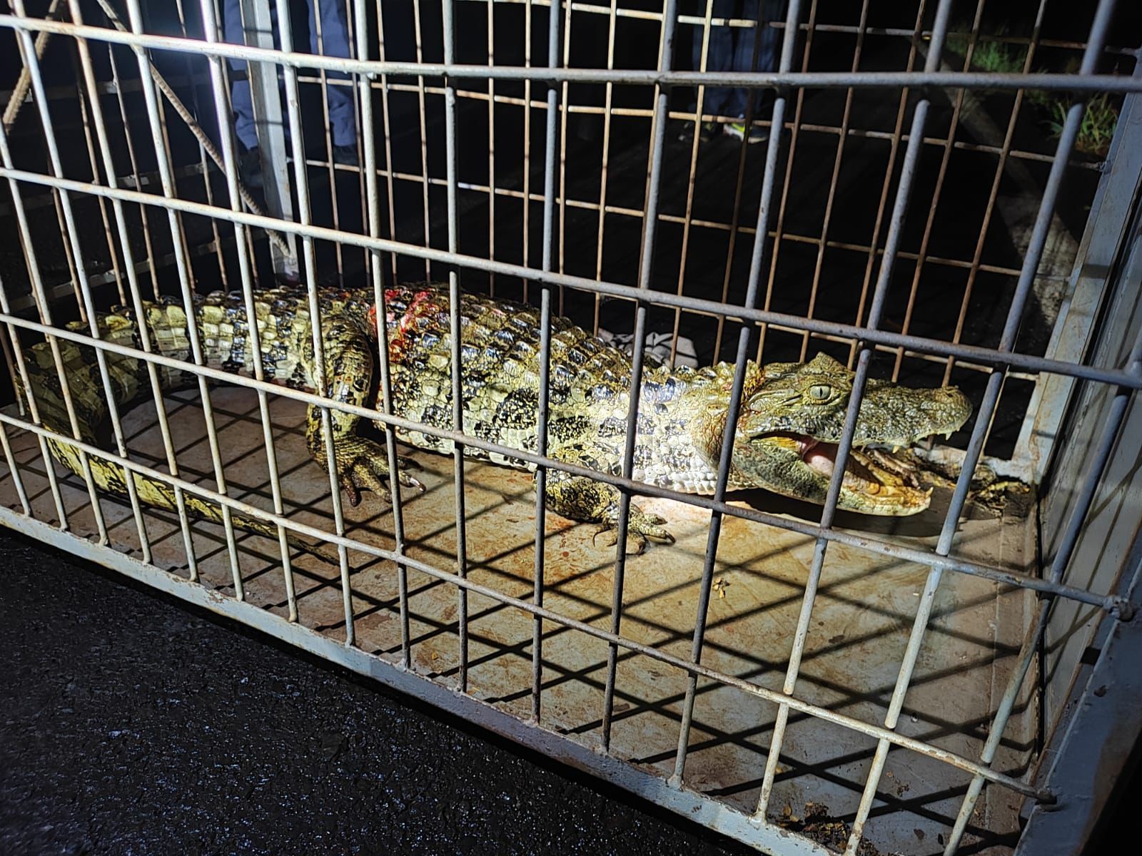 FOTOS: jacaré é resgatado após ser atropelado em estrada vicinal no interior de SP