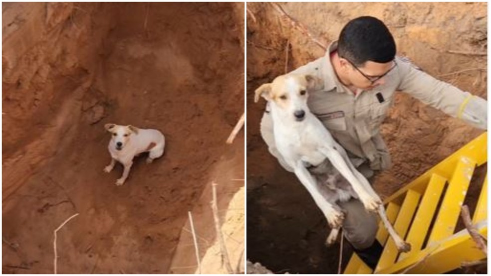 Cão cai em buraco às margens da CE-040, late por ajuda e é resgatado pelos bombeiros em Aracati. — Foto: Bombeiros de Aracati/ Divulgação