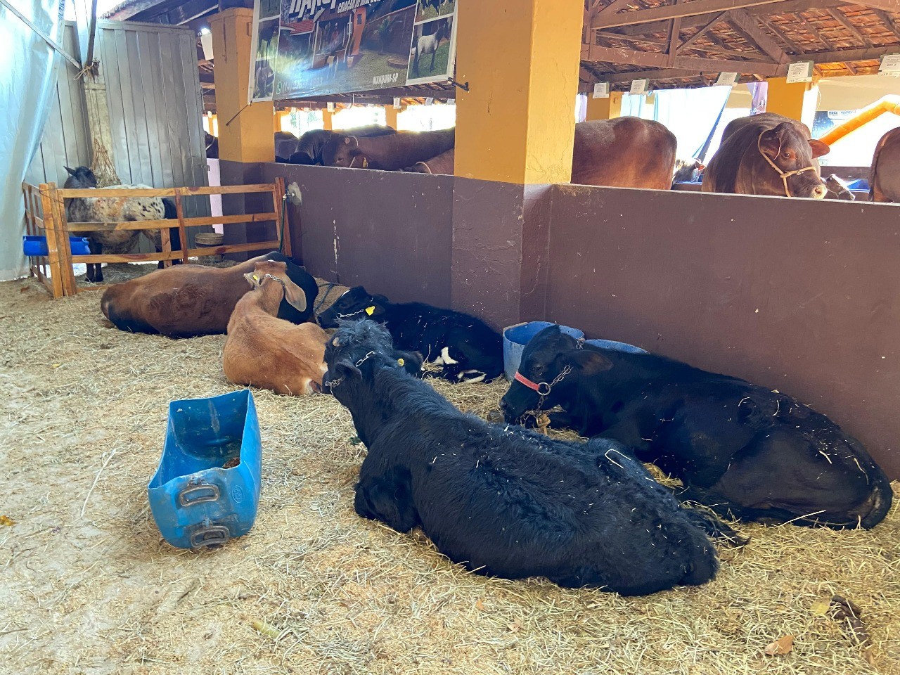 Fazendinha interativa atrai crianças e adultos em experiência gratuita com animais no interior de SP