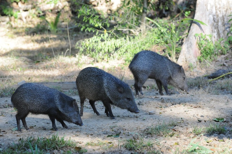 Catetos são menores que as queixadas. — Foto: Arquivo pessoal