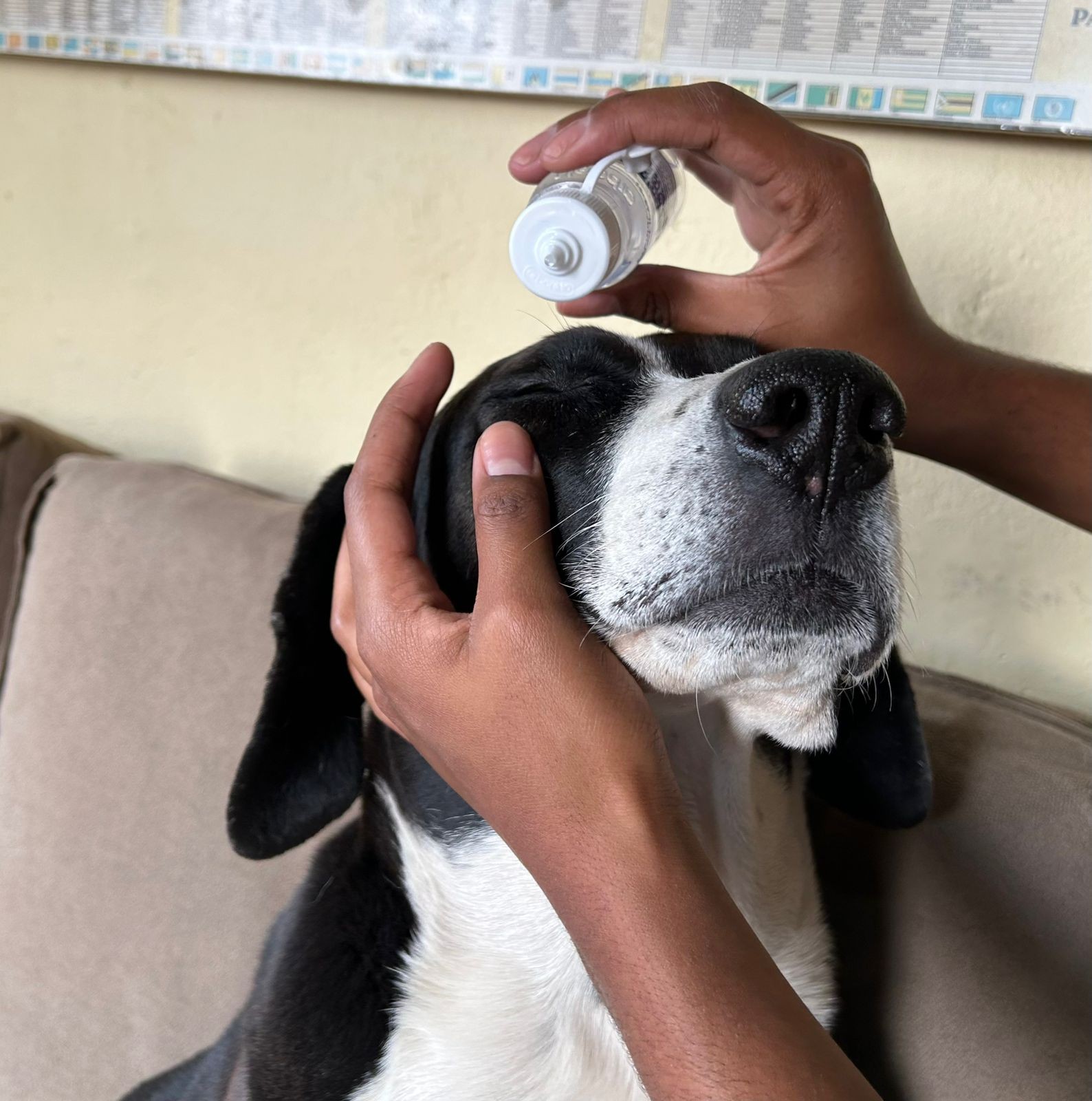 Fumaça, calor e falta de chuva: veja cuidados com os pets