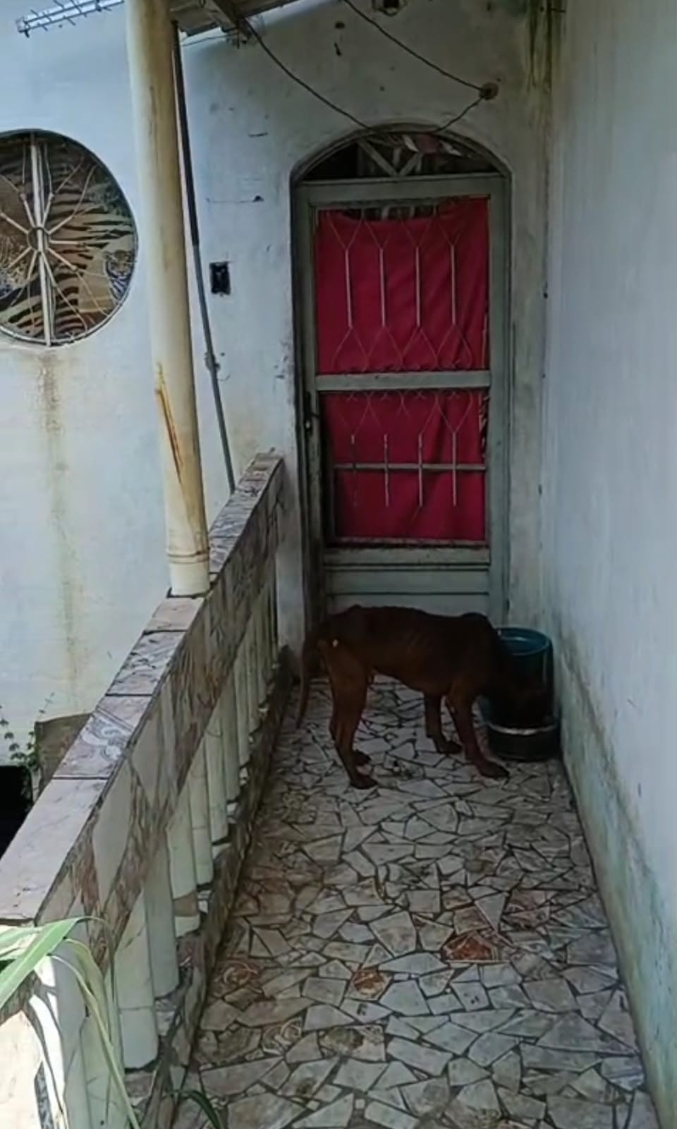 Cão abandonado em casa é resgatado em Barra Mansa