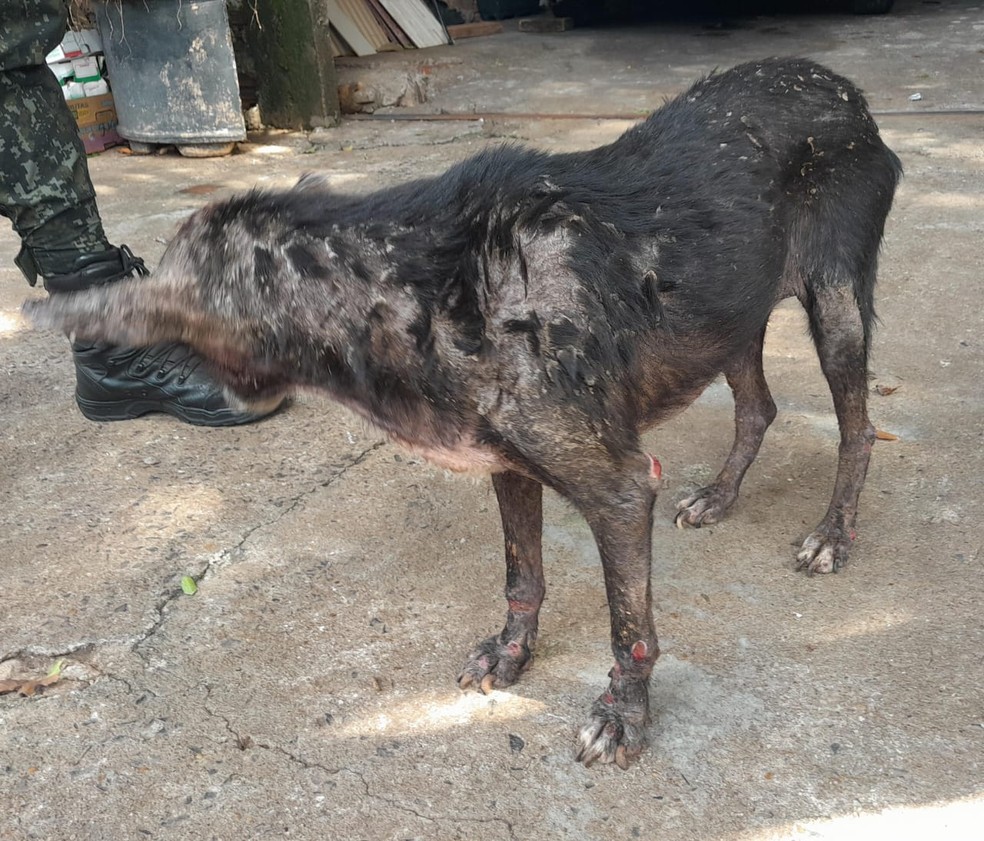 Mulher é multada por maus-tratos a cachorro e manter papagaio em cativeiro, em Presidente Prudente (SP) — Foto: Polícia Ambiental