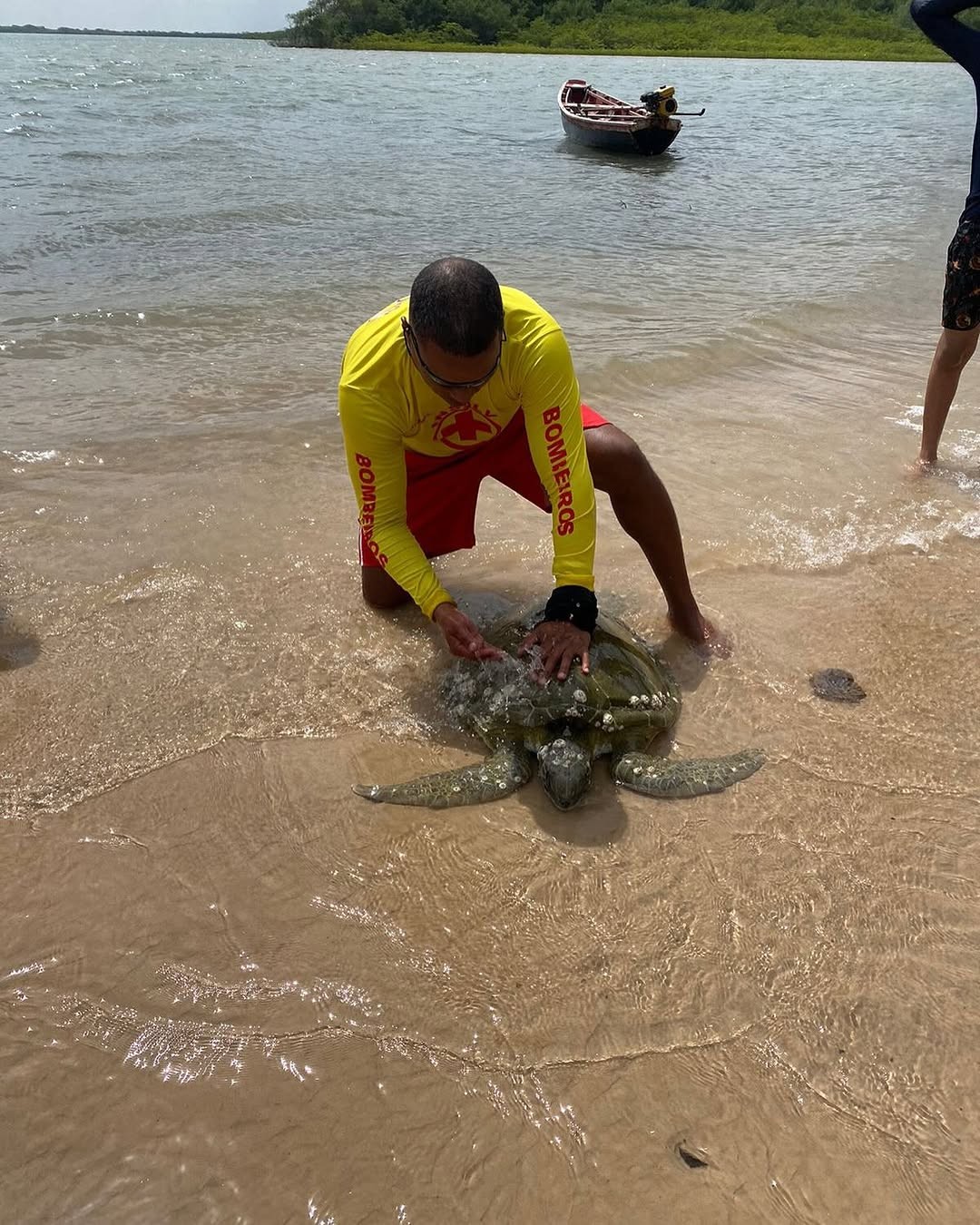 Tartaruga marinha é resgatada em praia de Barreirinhas, no MA