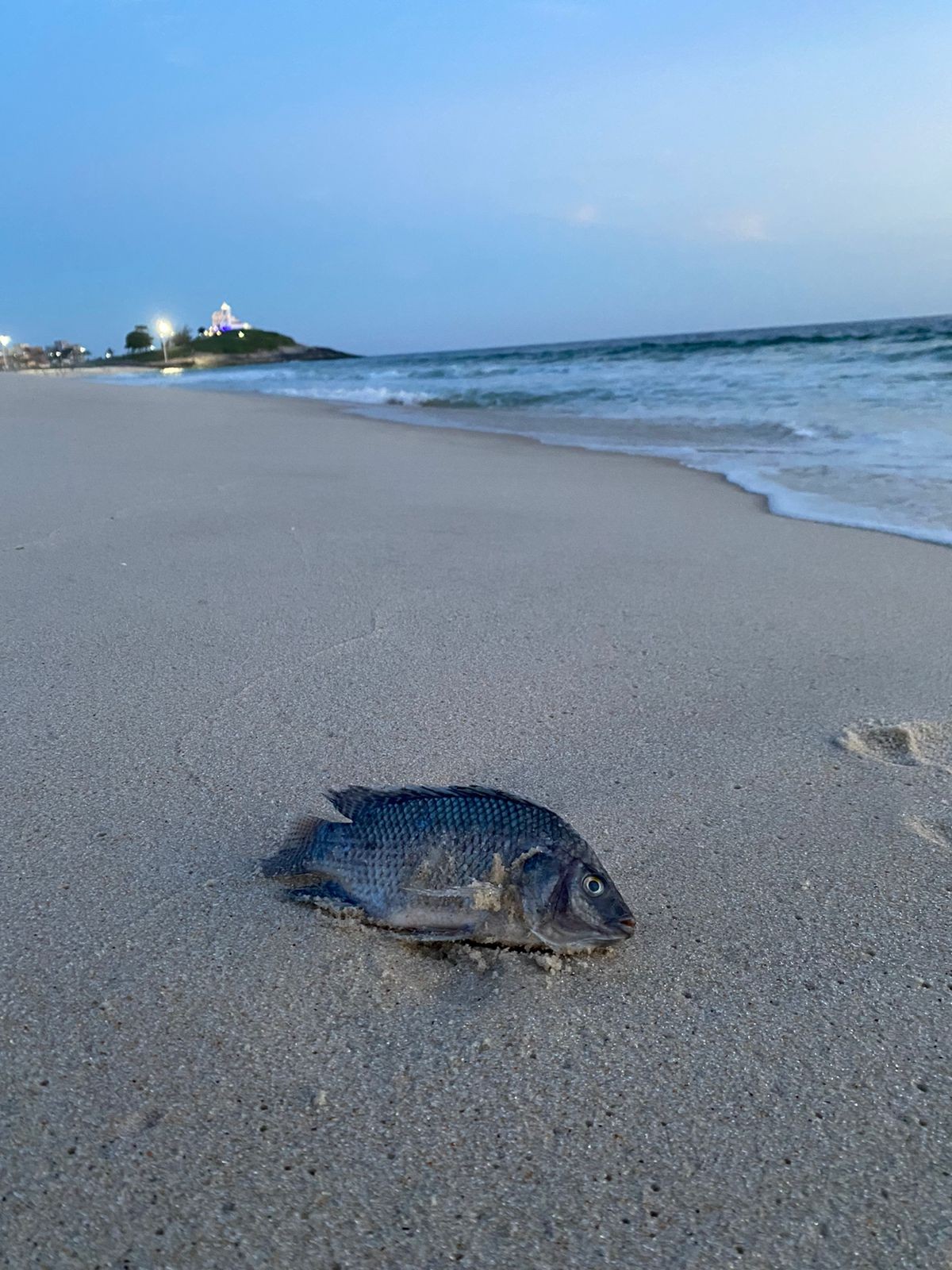 De água doce, tilápias encontradas no mar podem causar doenças e mortalidade de peixes; entenda riscos