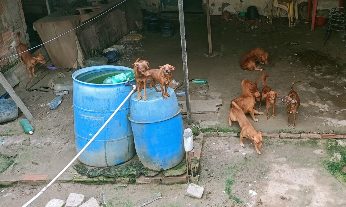 Cachorros são resgatados de alojamento com acúmulo de fezes, urina, infestação de pulgas e risco de afogamento na Bahia