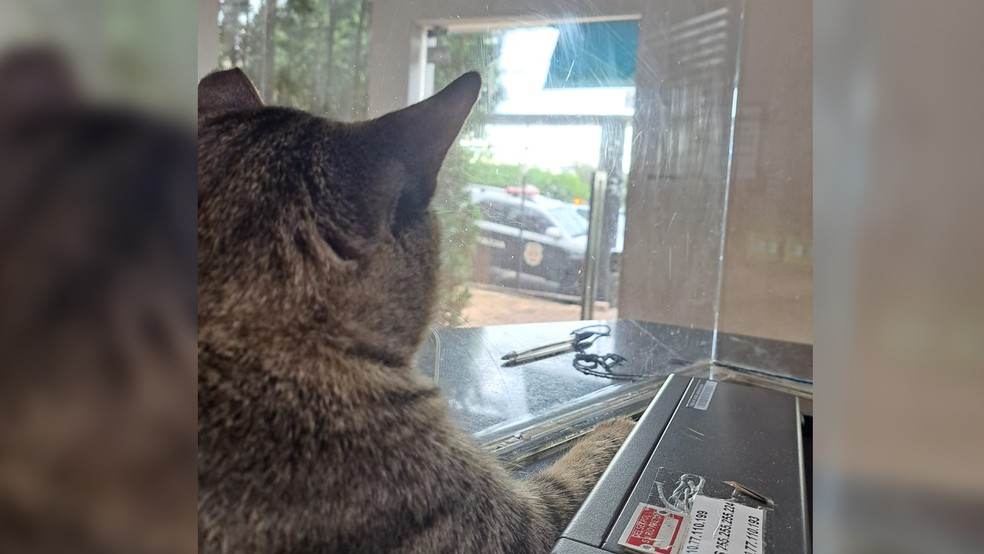 Deitado sobre o balcão, na entrada do Plantão Policial em Rio Preto (SP), o gato Flagrante observa viatura e aguarda a chegada das pessoas — Foto: Erika Lima/Arquivo pessoal