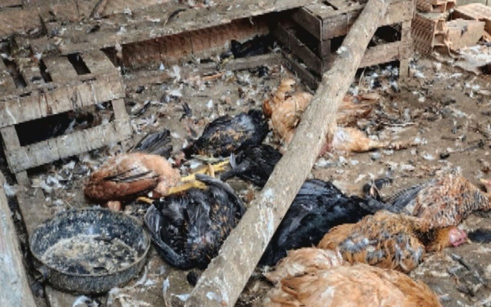 Galinheiro � atacado por dois cachorros, no Distrito de Nova F�tima, em Goi�s � Foto: Reprodu��o/TV Anhanguera