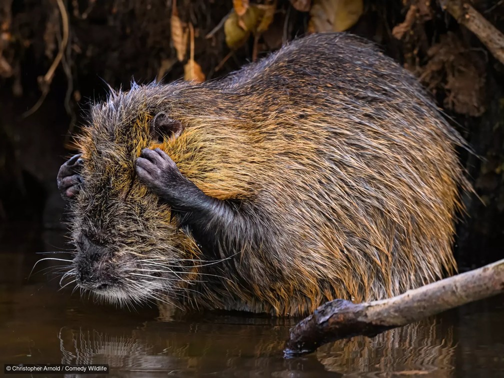 Capivara inconformada. — Foto: Christopher Arnold/Comedy Wildlife