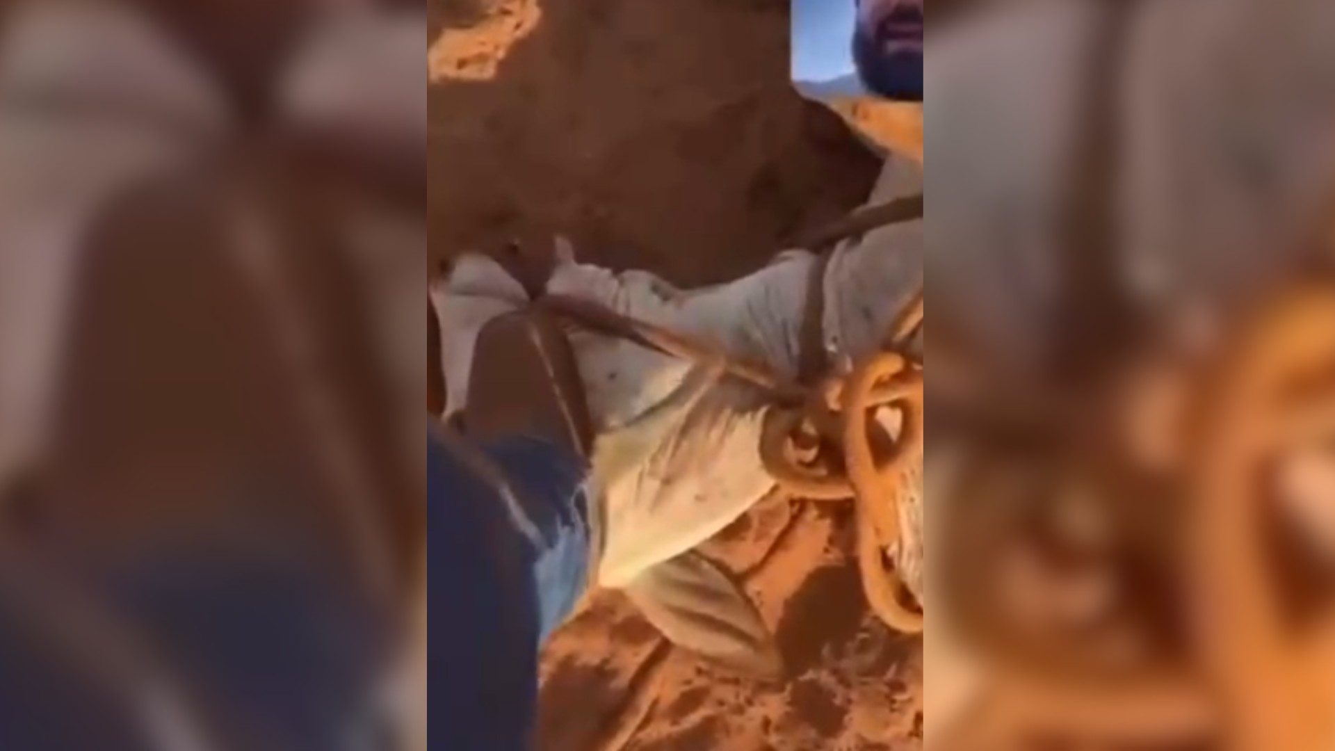 Funcionário público posta vídeo pisando em cabeça de bezerro amarrado pelas patas e amordaçado nas redes sociais: 'Você vai morrer'