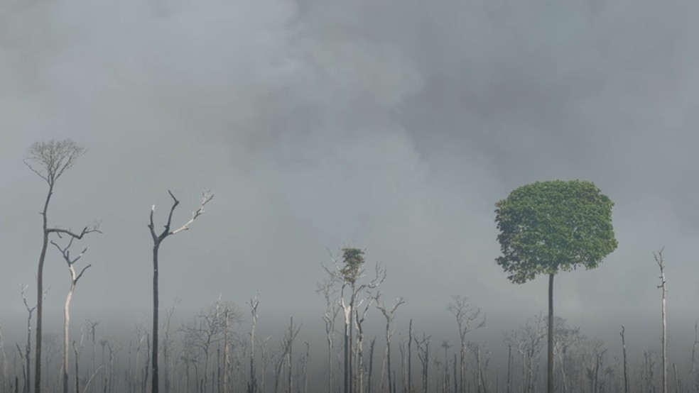 O fogo também atingiu propriedades rurais e provocou prejuízos aos produtores. — Foto: Fábio Barros