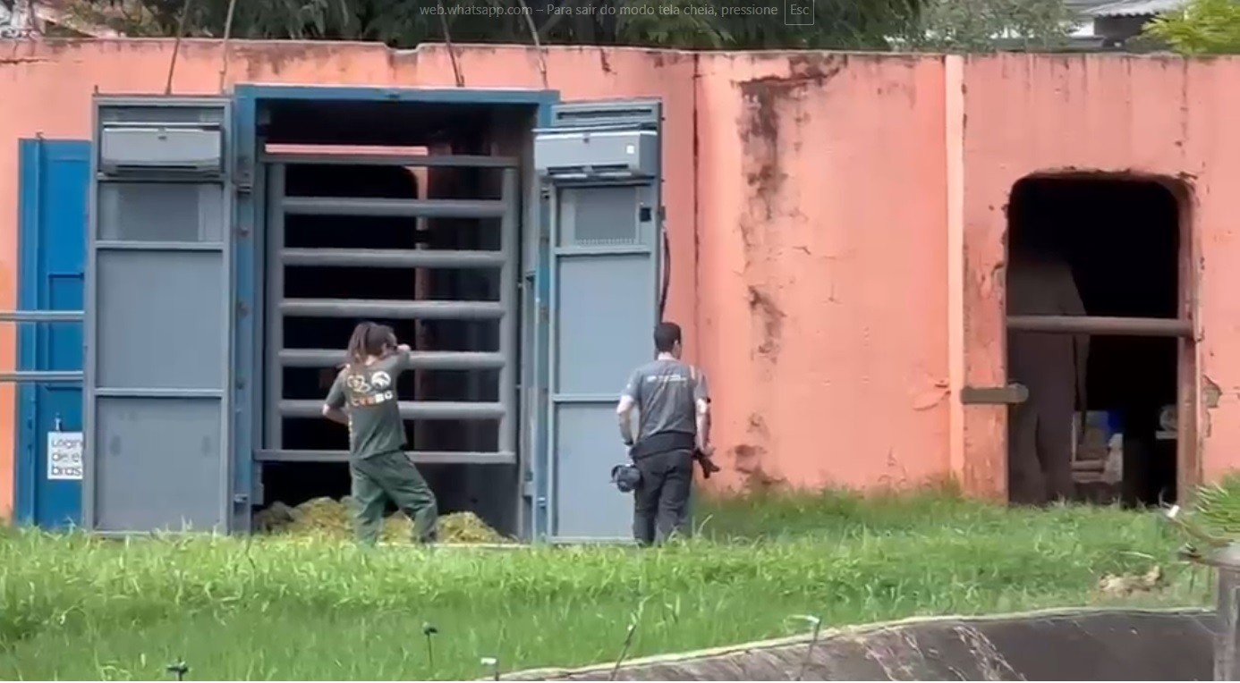 VÍDEO: tratador do Zoo de Sorocaba se emociona e chora no adeus ao elefante Sandro