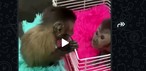 Traficantes usam grupos de mensagens para vender animais silvestres. — Foto: Ibama/Reprodução
