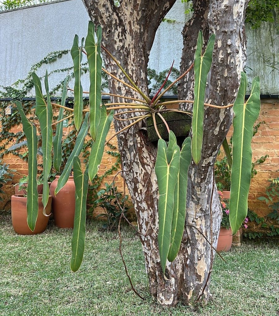Uma das plantas mais raras do mundo ganha chance de sobrevivência com projeto de Holambra, SP