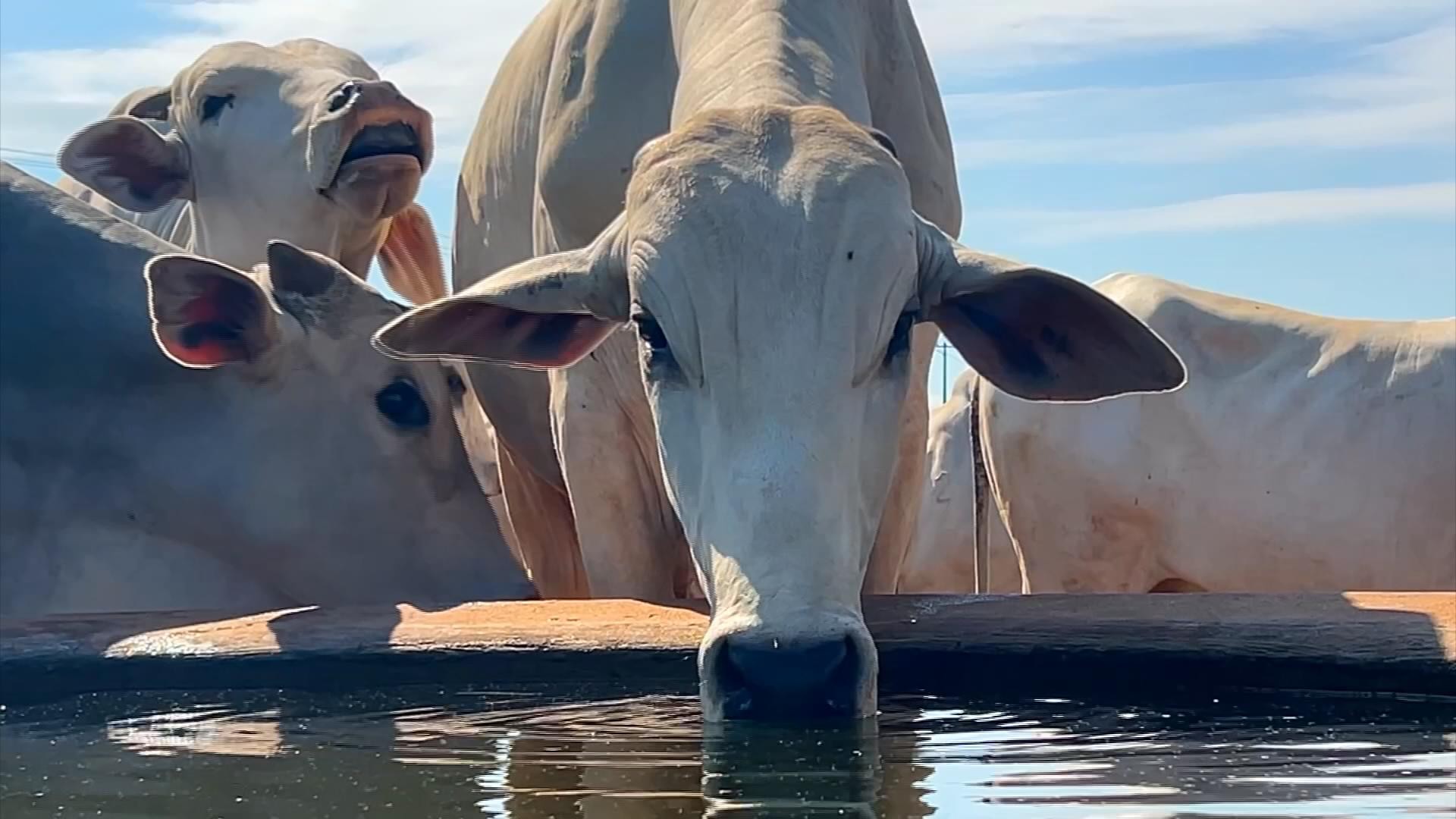 Gado mocho oferece menos riscos na hora do manejo