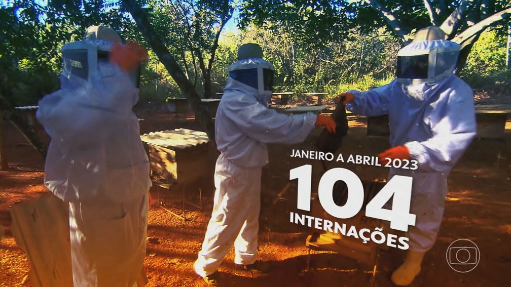 De janeiro a abril, foram 104 internações por ataques de abelhas. — Foto: TV Globo/Reprodução
