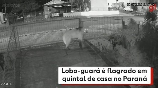 Vídeo: Lobo-guará é flagrado no quintal de casa no Paraná - Programa: G1 PR 