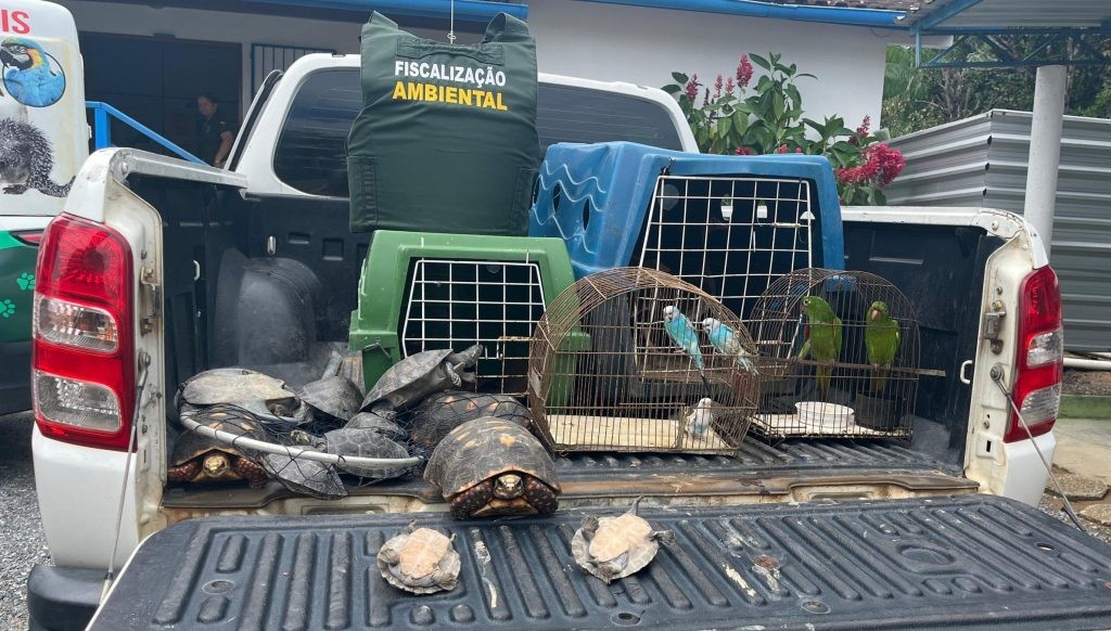 Operação 'Casa de Noé' resgata de cativeiro em Oriximiná mais de 30 animais silvestres 