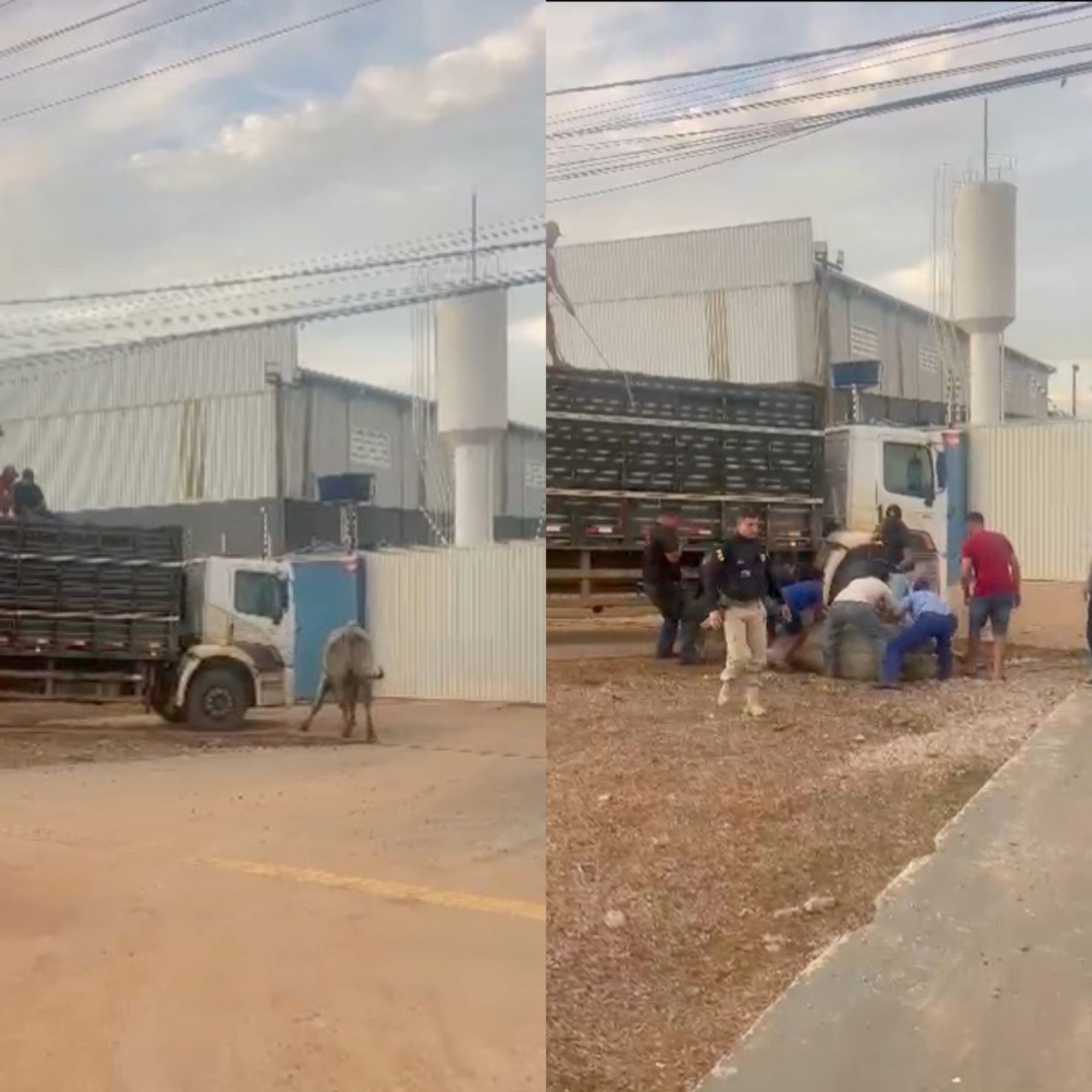 VÍDEO: Boi foge de caminhão, invade BR-364 e morre após ser capturado em Porto Velho