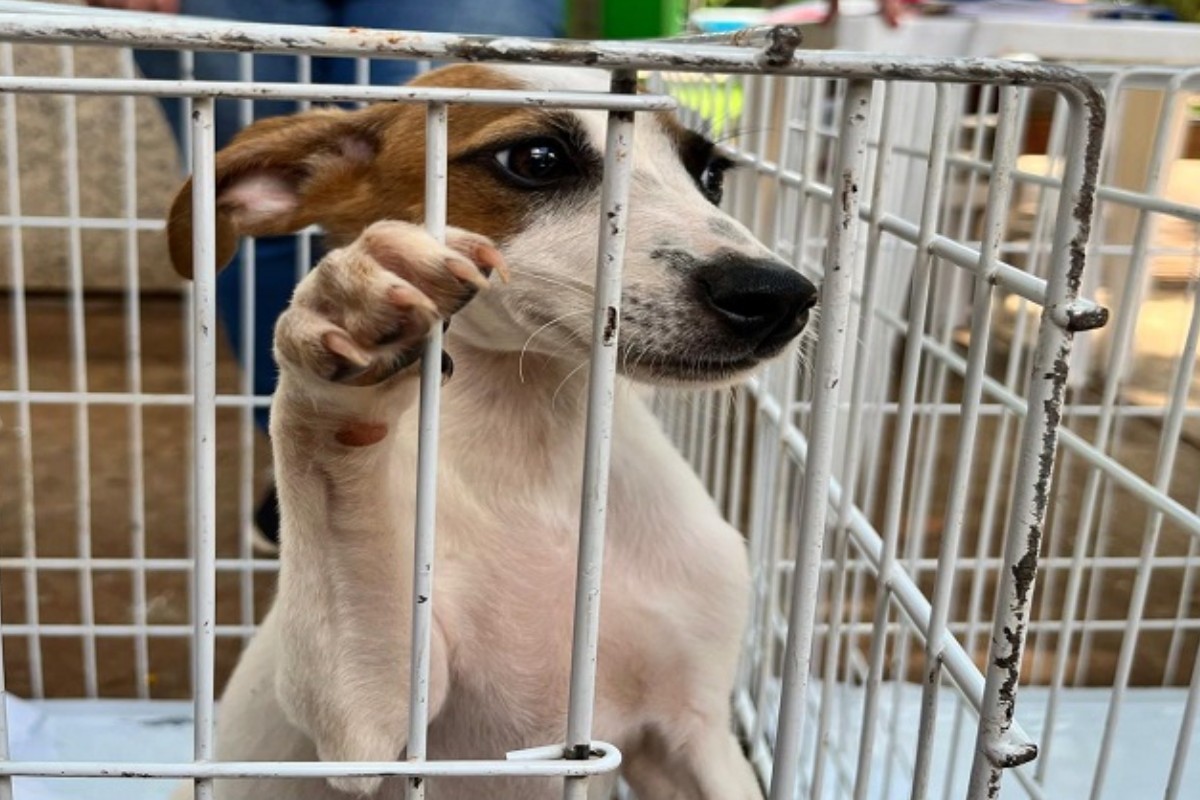 Bênção aos animais e feira de adoção são realizadas neste sábado em Presidente Prudente; confira