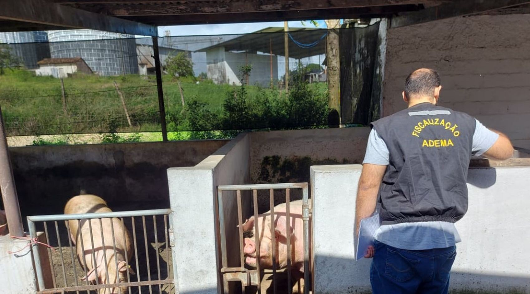 Adema encontra granja com 1200 porcos em situação irregular em São Cristóvão