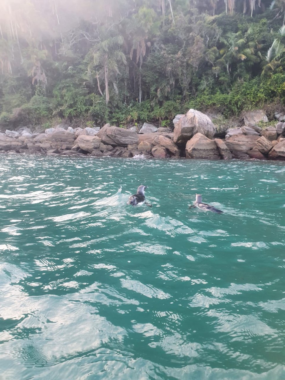 Casal de pinguins é visto por grupo durante aula de caiaque em Praia Grande,  SP | Santos e Região | G1