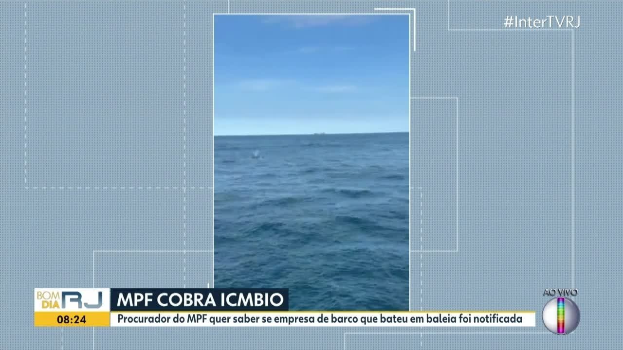 MPF quer saber se empresa que atingiu baleia em Arraial do Cabo foi responsabilizada 
