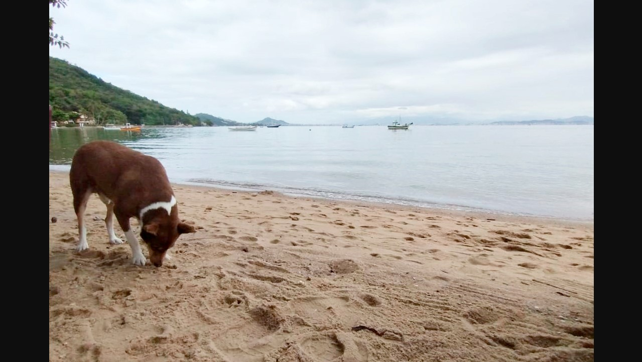 Estudo da UFSC revela riscos de cães em praias