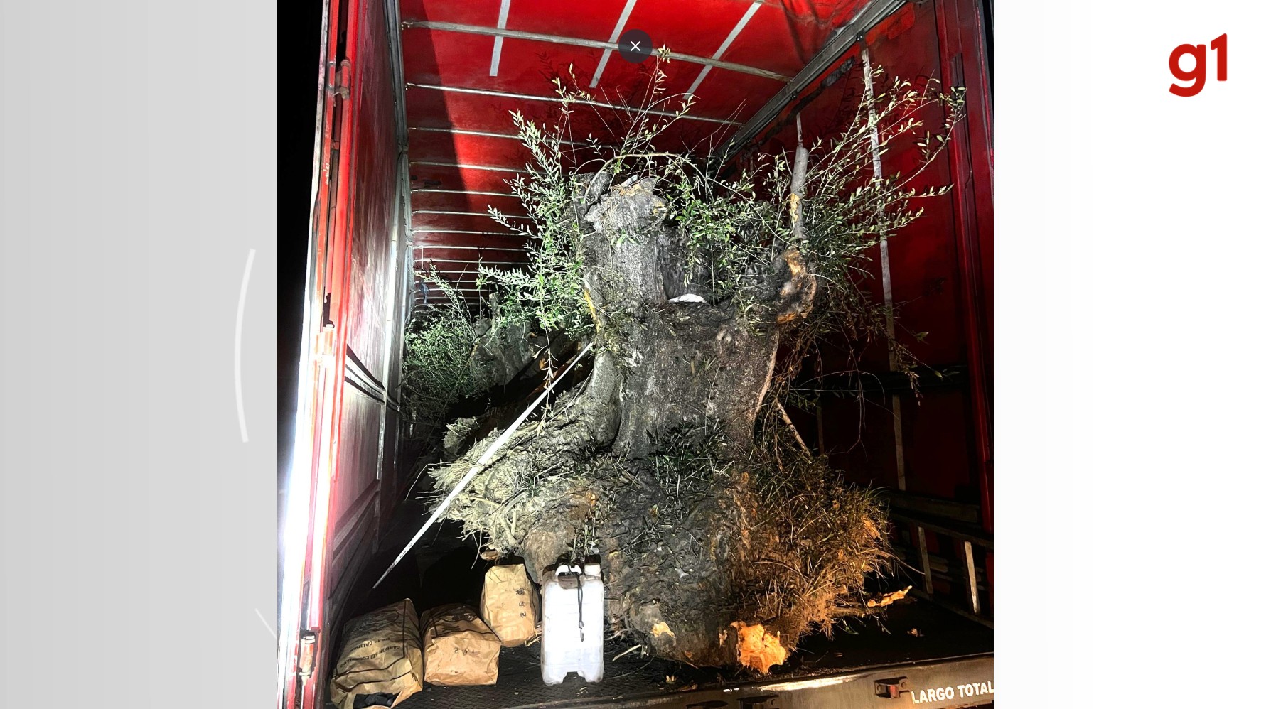 Oliveiras inteiras contrabandeadas da Argentina são apreendidas pela PRF em caminhão em SC
