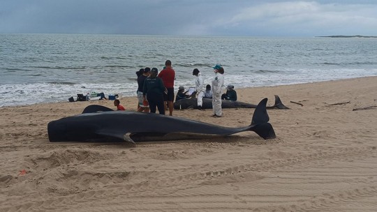 Quatro baleias-piloto morrem após encalhe no Litoral Norte do RN - Foto: (PCCB/Uern)