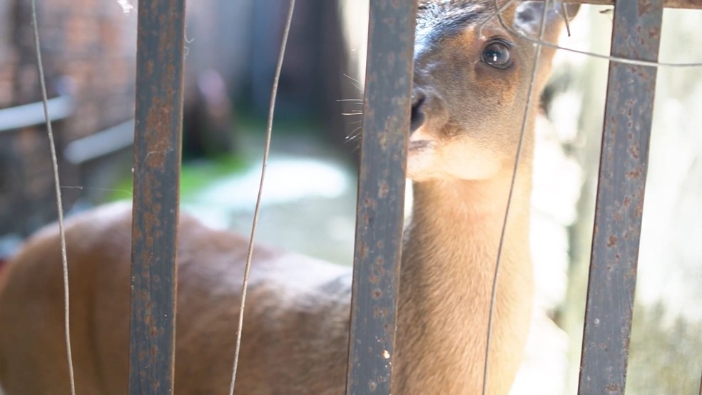 Veado encontrado na casa do vereador Gaguinho foi apreendido por ser um animal silvestre — Foto: Divulgação/PRF