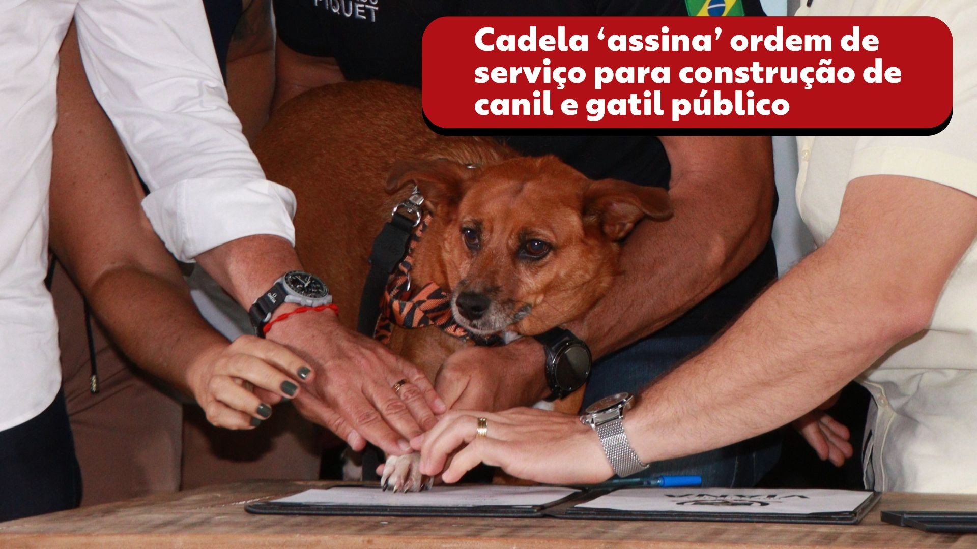 VÍDEO: cadela 'assina' ordem de serviço para construção de canil e gatil público no ES