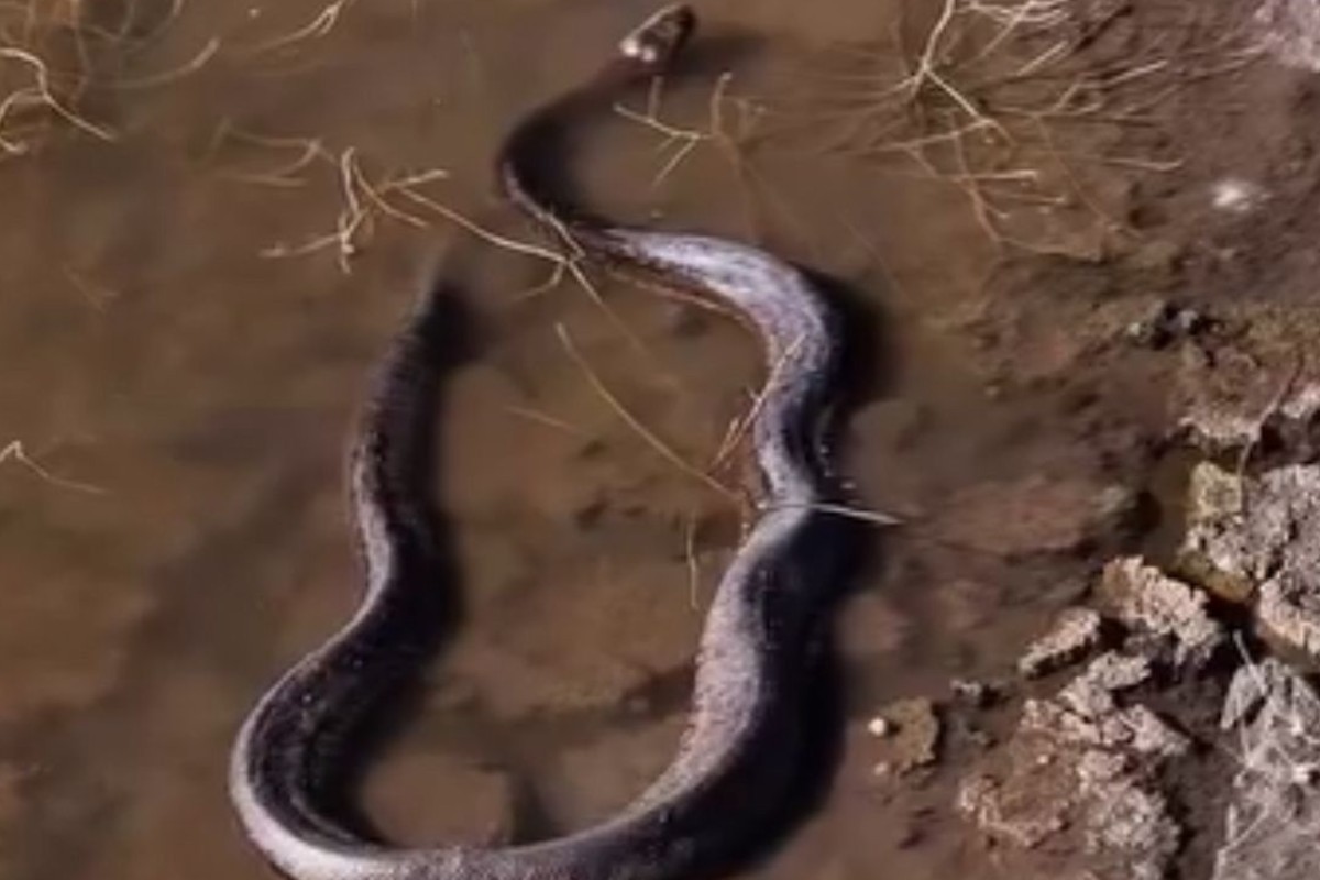 VÍDEO: sucuri é flagrada buscando água durante seca no Pantanal