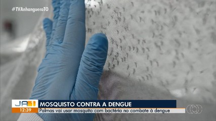 Aumento de casos de dengue leva Palmas a adotar nova estratégia