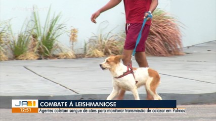 Agentes de endemias realizam testes de calazar em cães