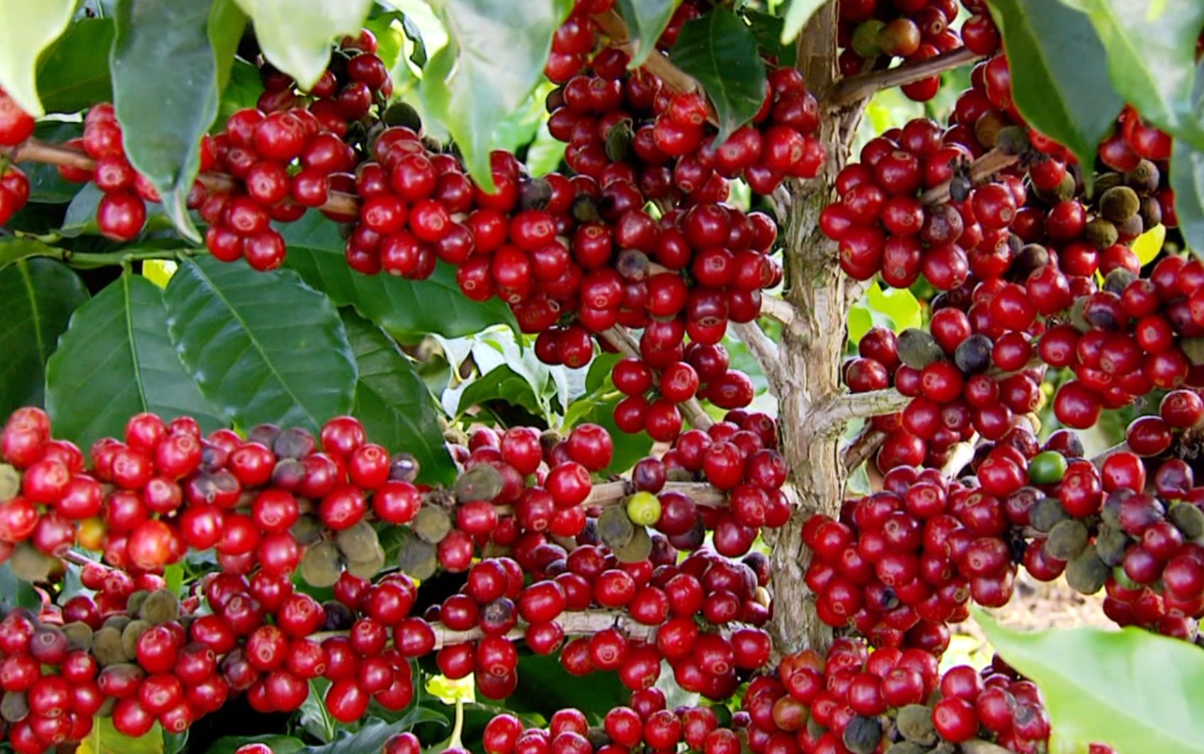 Com alta no preço do café, ladrões miram lavouras e furtam grãos diretamente das plantações no interior de Minas Gerais