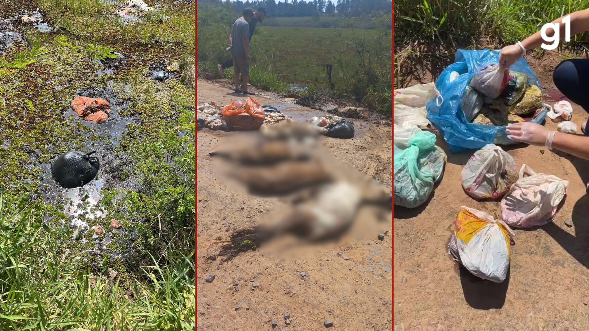 Corpos de mais de 130 animais são encontrados em descarte irregular em Nova Santa Rita
