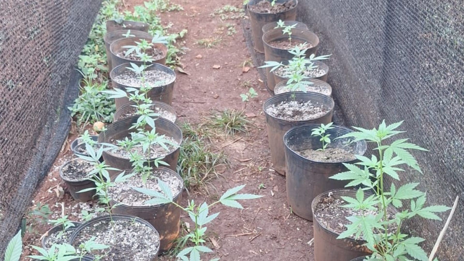 Estufa de maconha é descoberta em Tupaciguara durante operação policial