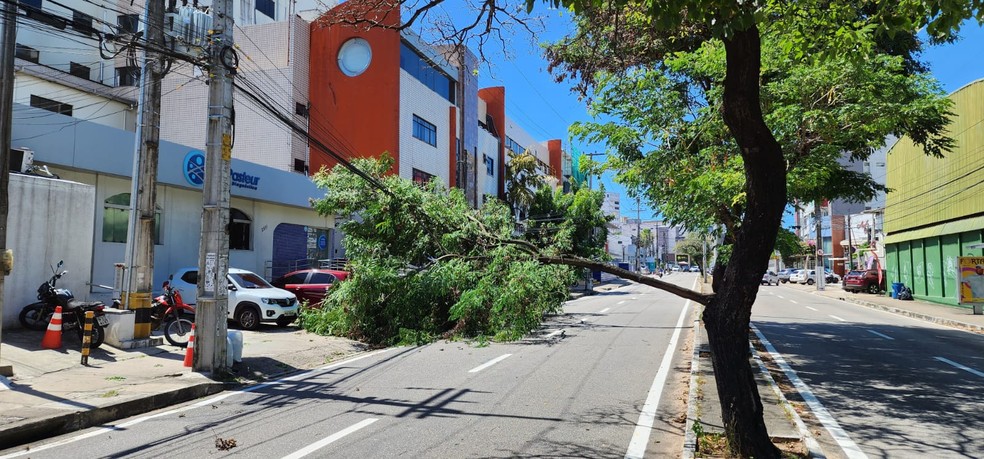 Queda de árvore bloqueou trecho a Avenida Pontes Vieira, em Fortaleza. — Foto: Mário Yoichi/ Arquivo pessoal
