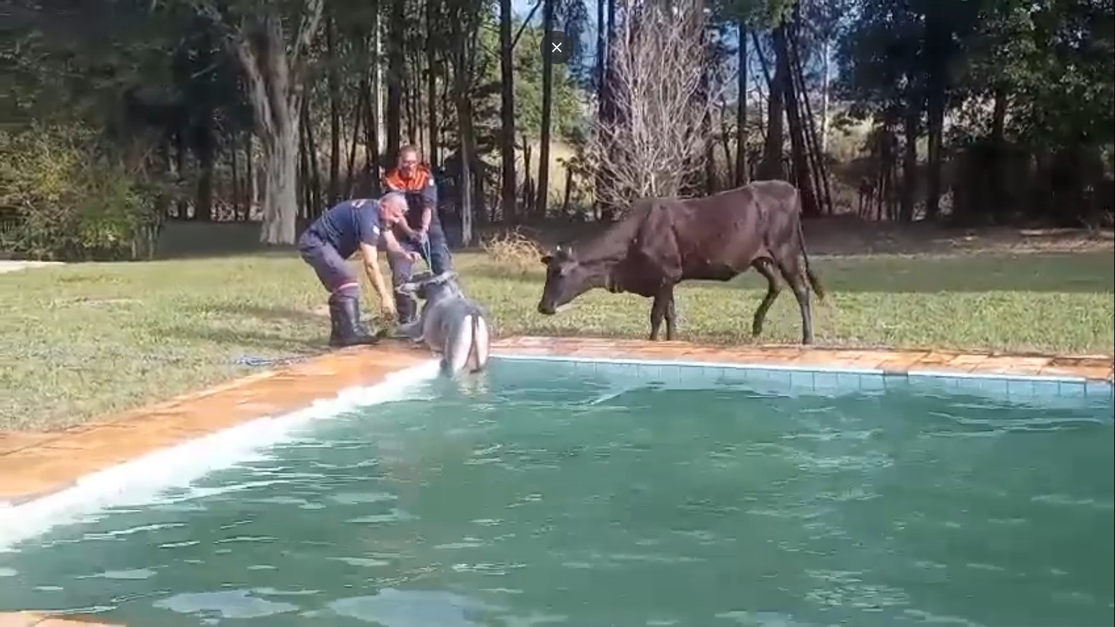 Bezerro cai em piscina e vaca 'comemora' resgate com rebanho no interior de SP; vídeo