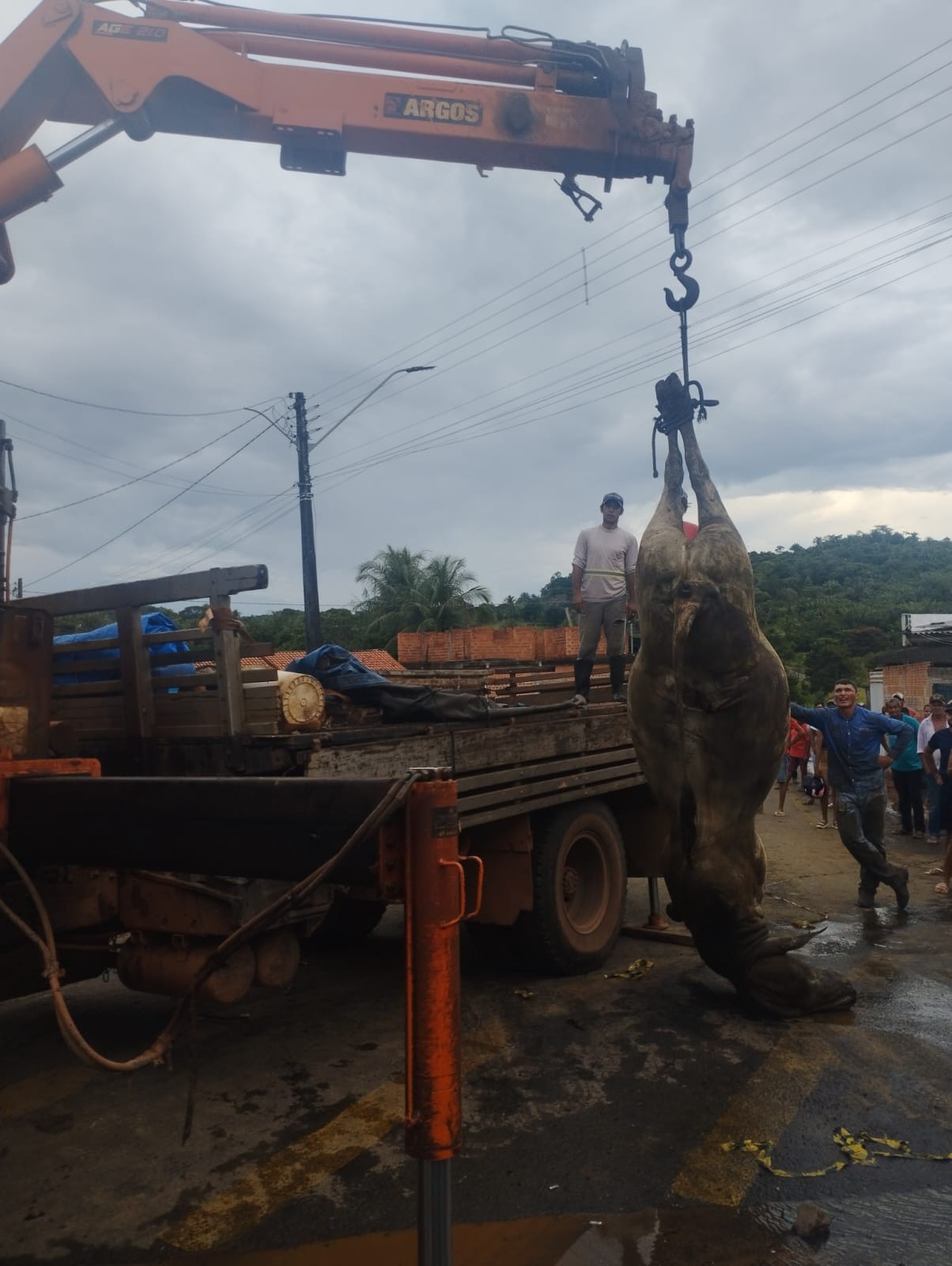 Vídeo mostra bois sendo retirados de ferragens após caminhão capotar em rodovia e atingir casa