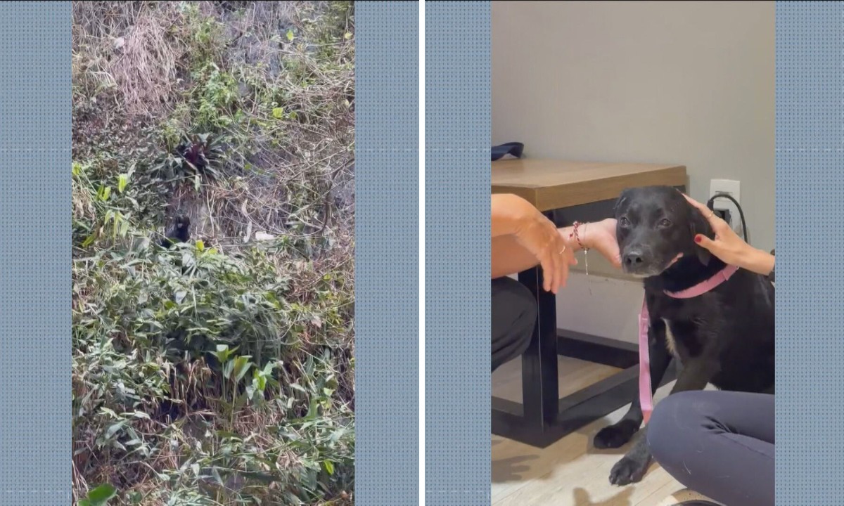 Cão é resgatado pelos bombeiros após cair de encosta na Zona Sul do Rio e ganha nome de Rapel