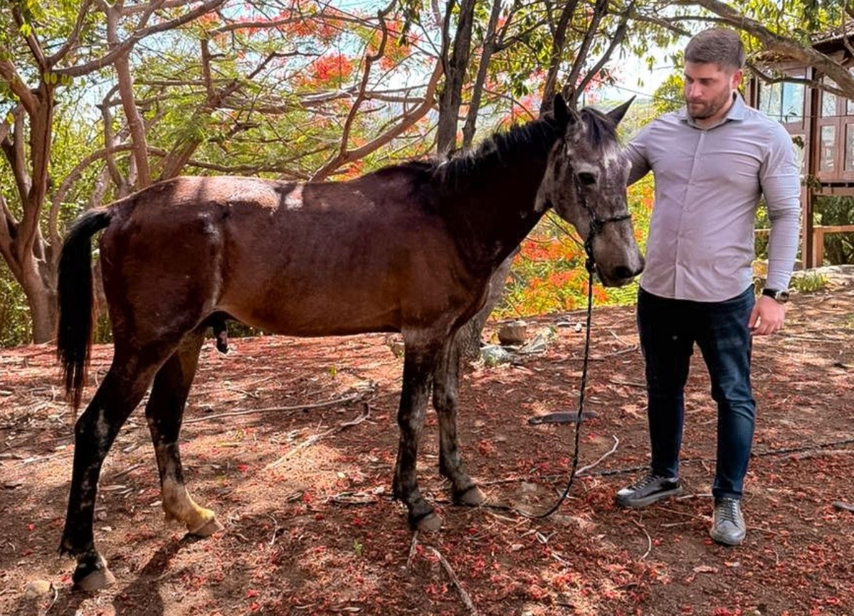 Governo anuncia envio de 27 cavalos de Fernando de Noronha para o Recife após mortes e denúncias de maus-tratos