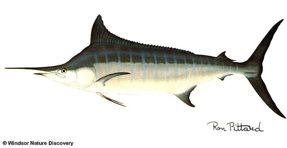 Diferenca Entre Marlin E Peixe Espada Blue Marlin Front Profile O