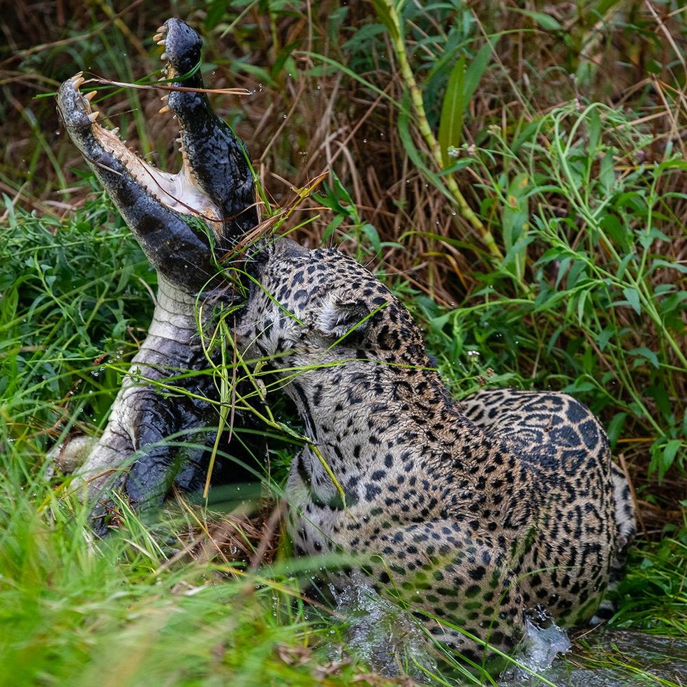 Onça-pintada agarra nuca de jacaré no Pantanal de MT — Foto: Chris Brunskill