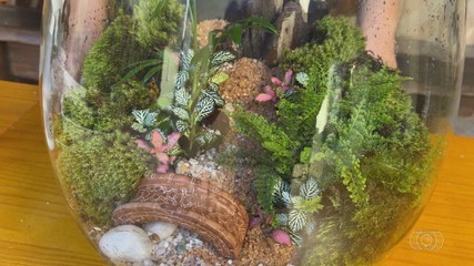 Veja como cuidar do seu próprio jardim com os terrários